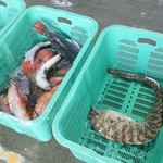 愛南 市場食堂 - ウツボも居ました。