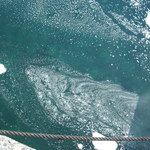 愛南 市場食堂 - 水の透明度がすごい。