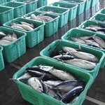 愛南 市場食堂 - カツオがいっぱい