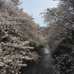 cafe West53rd - 神田川の桜♪