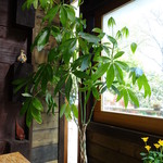 ラ ロテュス - 窓際のテーブル脇のパキラの木。
