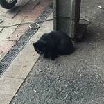 Imaya No Hambaga - 看板猫  かなりのかまってちゃん
      菱田春草の黒猫みたい
      結構可愛く、連れて帰ろうかと思うほど
