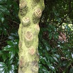 Yakushima Furutsu Gaden - スマイルマークの木