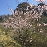 寿長生の郷 - さくら