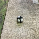 とんかつ とんき - 『止め石』『結界』