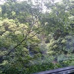 Shouyukyafe - 席から見える公園の緑