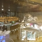 ムーセイオン - 内観  科学館の地球館の鯨の骨格標本などが上から見れます