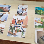 星野製茶園 - 手揉み体験会紹介写真