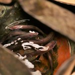 緒方 - 稚鮎（琵琶湖産）