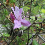 手打ちうどん　はるや - これがミツバヤマツツジ。薄紫色の小さな花で、群生していると、一面青く染まり、ものっそい綺麗！