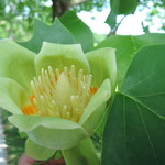 手打ちうどん　はるや - この花の名前を僕達はまだ知らない