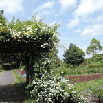 手打ちうどん　はるや - バラ園もありましたが、まだ早かったｗ