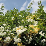 手打ちうどん　はるや - モッコウバラッス。