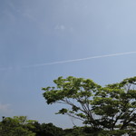 手打ちうどん　はるや - ミツバヤマツツジ 終 わ っ て た ん ご ・・。(;´Д`;) 　 到着早々にして目的を失った。