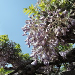 手打ちうどん　はるや - ５月初旬は藤の見頃でもある。