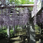 手打ちうどん　はるや - この花の名前を僕達は・・って藤や！