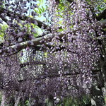 手打ちうどん　はるや - ちなみに東行庵駐車場に、晋作バーガーという超マイナーご当地バーガー売ってある。