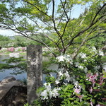 手打ちうどん　はるや - 「東行庵」はツツジが満開で、綺麗だった。
