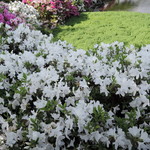 手打ちうどん　はるや - 行楽気分が吹っ飛んで、早々に温泉に雪崩れ込むことに・・。