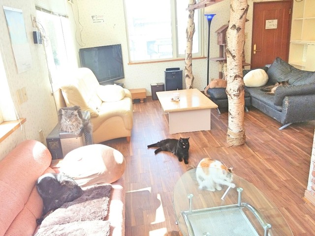 猫カフェ ニャンコ リズム 糸井 その他 食べログ 猫カフェ ニャンコ リズム 糸井 その他 食べログ