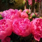 Nicolai Bergmann NOMU - 