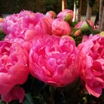 Nicolai Bergmann NOMU - 