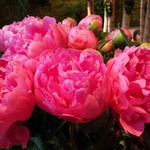 Nicolai Bergmann NOMU - 