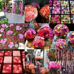 Nicolai Bergmann NOMU - 