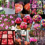 Nicolai Bergmann NOMU - 