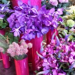 Nicolai Bergmann NOMU - 