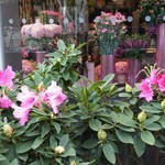 Nicolai Bergmann NOMU - 