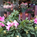 Nicolai Bergmann NOMU - 