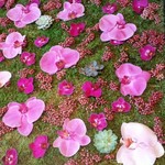 Nicolai Bergmann NOMU - 