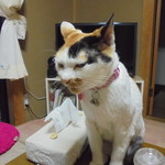 本庄鮮魚センター - 猫寄ってきた