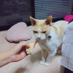 本庄鮮魚センター - トリガイは嫌いｗ