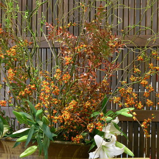 とんかつ かつ久_2