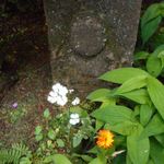 香り仕事 - 北鎌倉散策