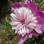 香り仕事 - 北鎌倉散策