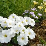 香り仕事 - テラス