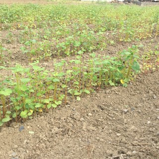 固定概念と当たり前を取り払い更に美味しく！。