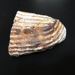 ゆめま～る - くるみとレーズンのカンパーニュ