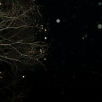 フォリオリーナ・デッラ・ポルタ・フォルトゥーナ - 満天の夜空