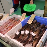 地魚の海鮮丼・寿司　磯一 - 舞鶴漁港の新鮮魚貝