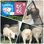 五月山公園売店 - わらびーちゃんとひつじしゃん♡ 一瞬来ようとしたけど、戻っちゃった〜〜