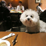 OSTERIA dieci - 店内ワン OK〜♬