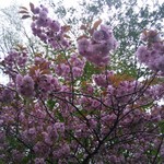 椿サロン - 向かいの公園の八重桜が満開でした。