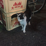 どての品川 - 看板ネコ（子供）