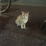 どての品川 - 看板ネコ（お母さん）