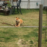 ガレット - かわいい豆柴ちゃん ♬