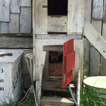 ガレット - 恥ずかしがり屋さんの豆柴ちゃん*^^*